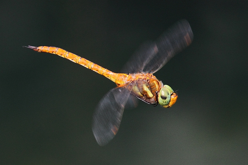 Isoaeschna isoceles (Green-eyed Hawker) male 8.JPG